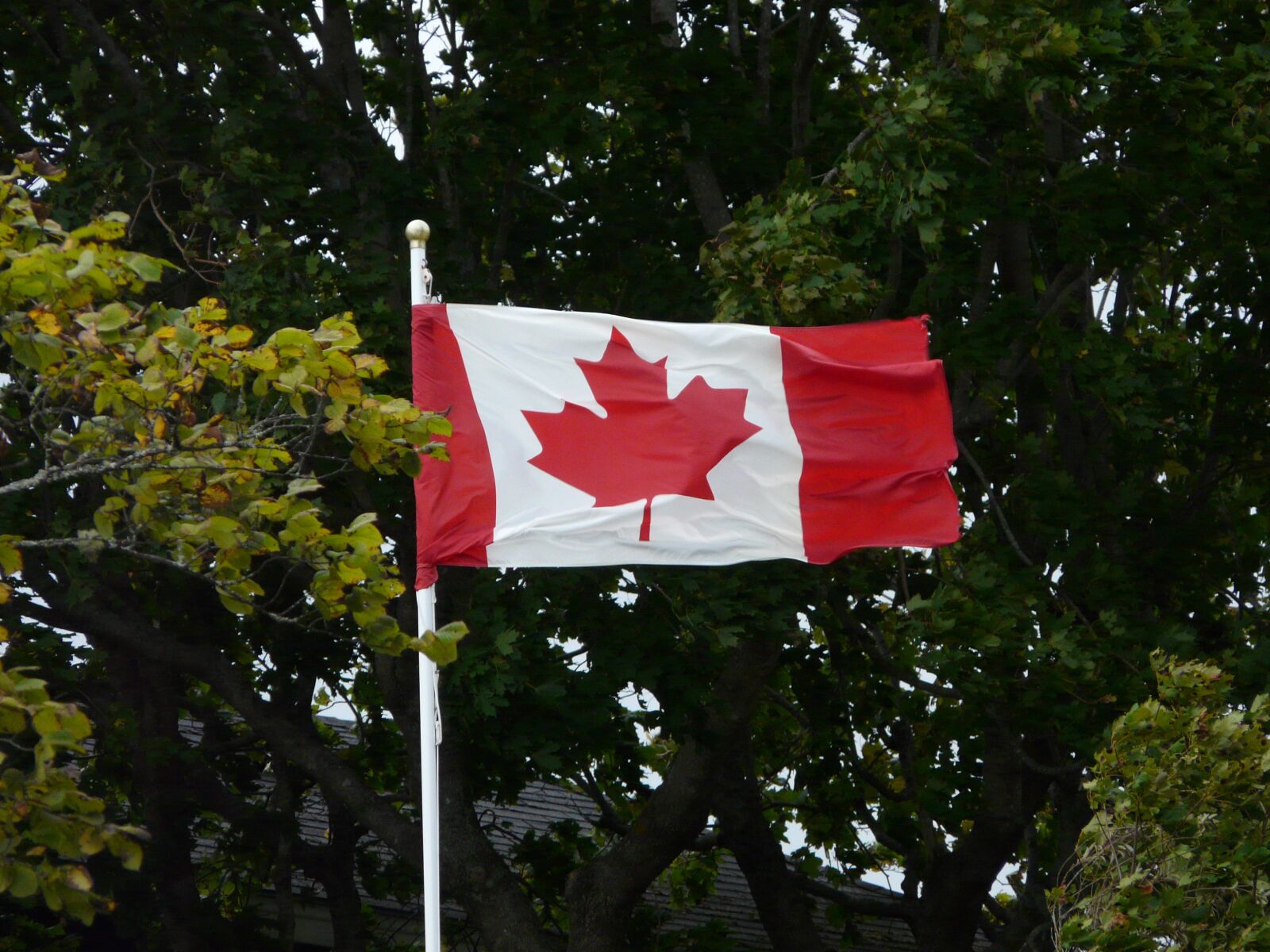 Panasonic DMC-FZ18 sample photo. Canada, flag, maple photography