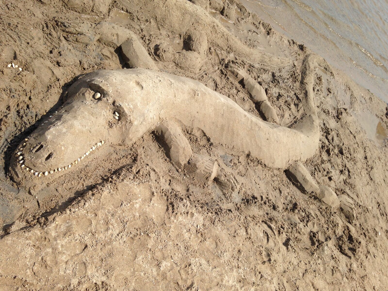 iPhone 5c back camera 4.12mm f/2.4 sample photo. Beach, crocodile, transient photography