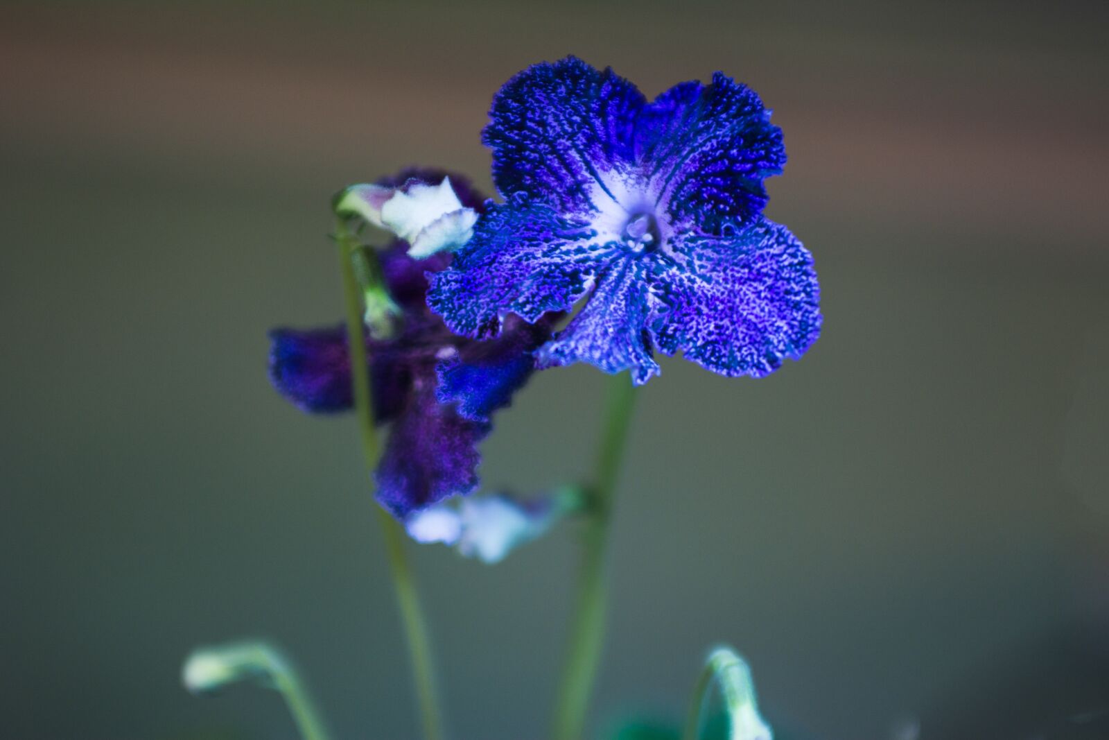 Nikon D7100 sample photo. Blue flower, green stem photography