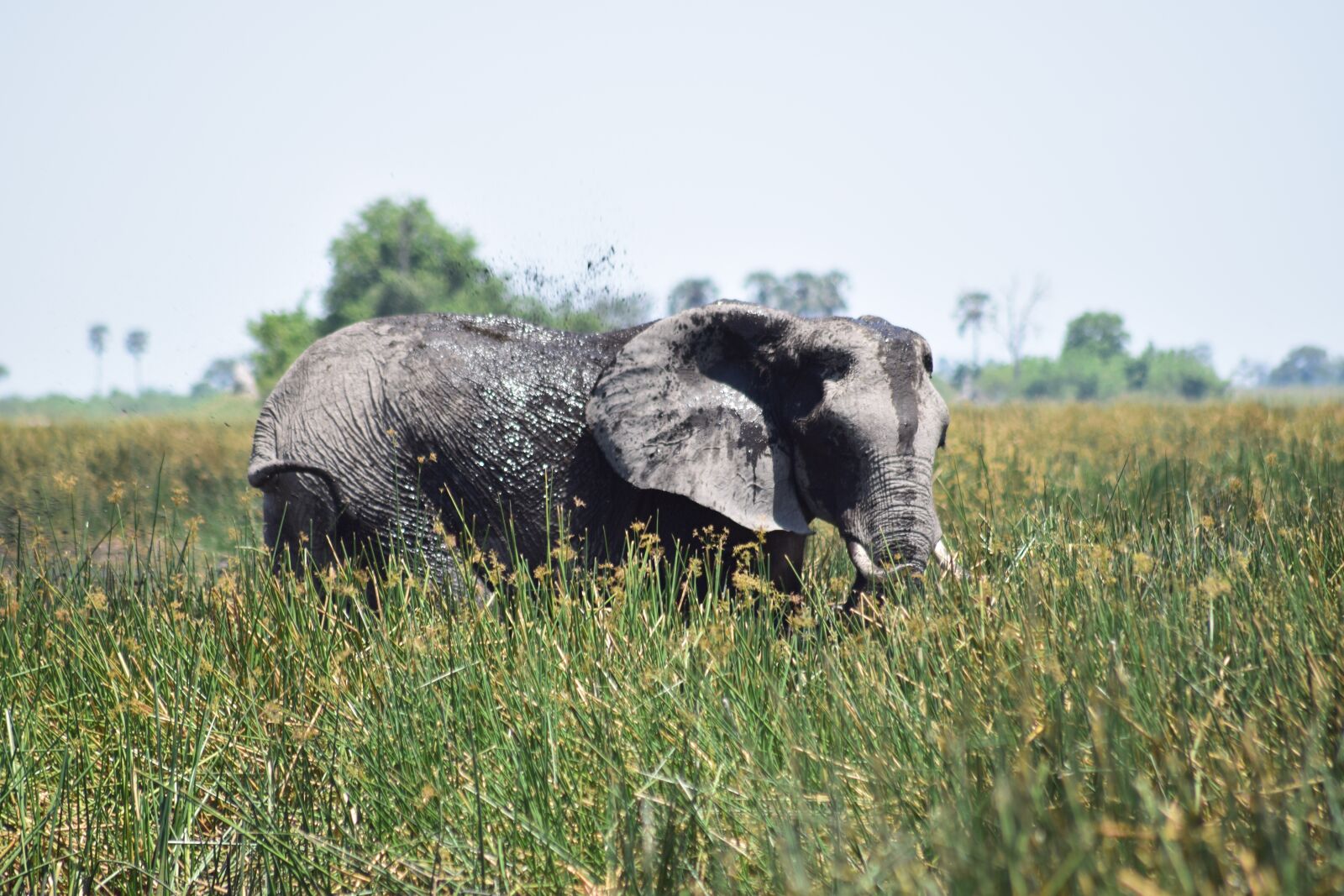 Nikon D5300 sample photo. Elephant, muddy, mud photography