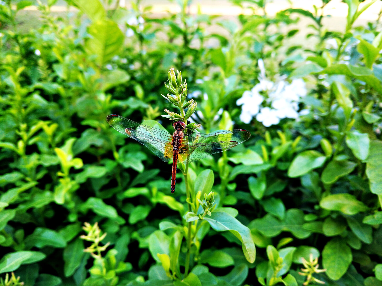 Motorola Moto X Play sample photo. Animal, arthopod, beautiful, beauty photography