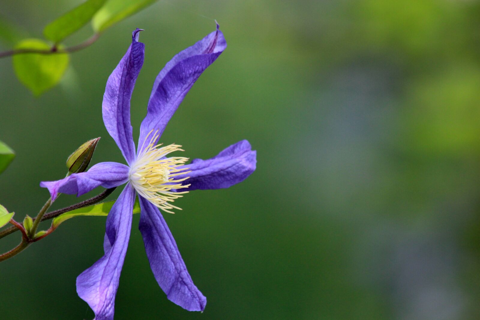 Canon EOS 650D (EOS Rebel T4i / EOS Kiss X6i) sample photo. Clematis, flower, plant photography