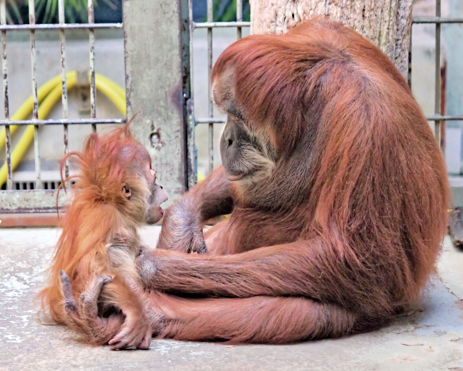 Canon EOS 550D (EOS Rebel T2i / EOS Kiss X4) sample photo. Orangutan, mother, cub photography