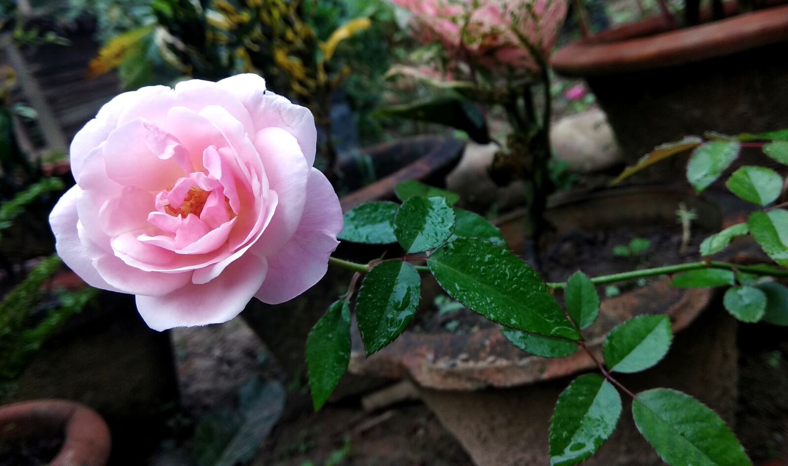 Xiaomi Redmi Note 4 sample photo. Rose, flower, plant photography
