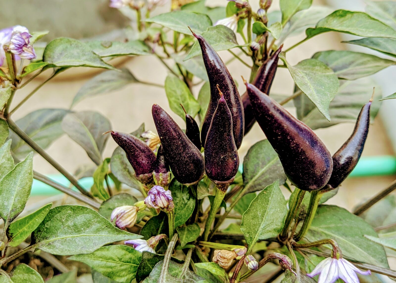 Xiaomi Mi A3 sample photo. Capsicum, food tree, nature photography