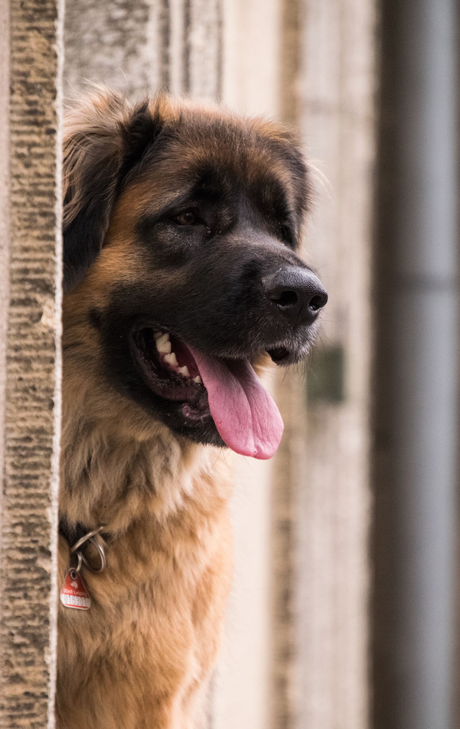 Nikon D3300 sample photo. Dog, portrait, wall photography