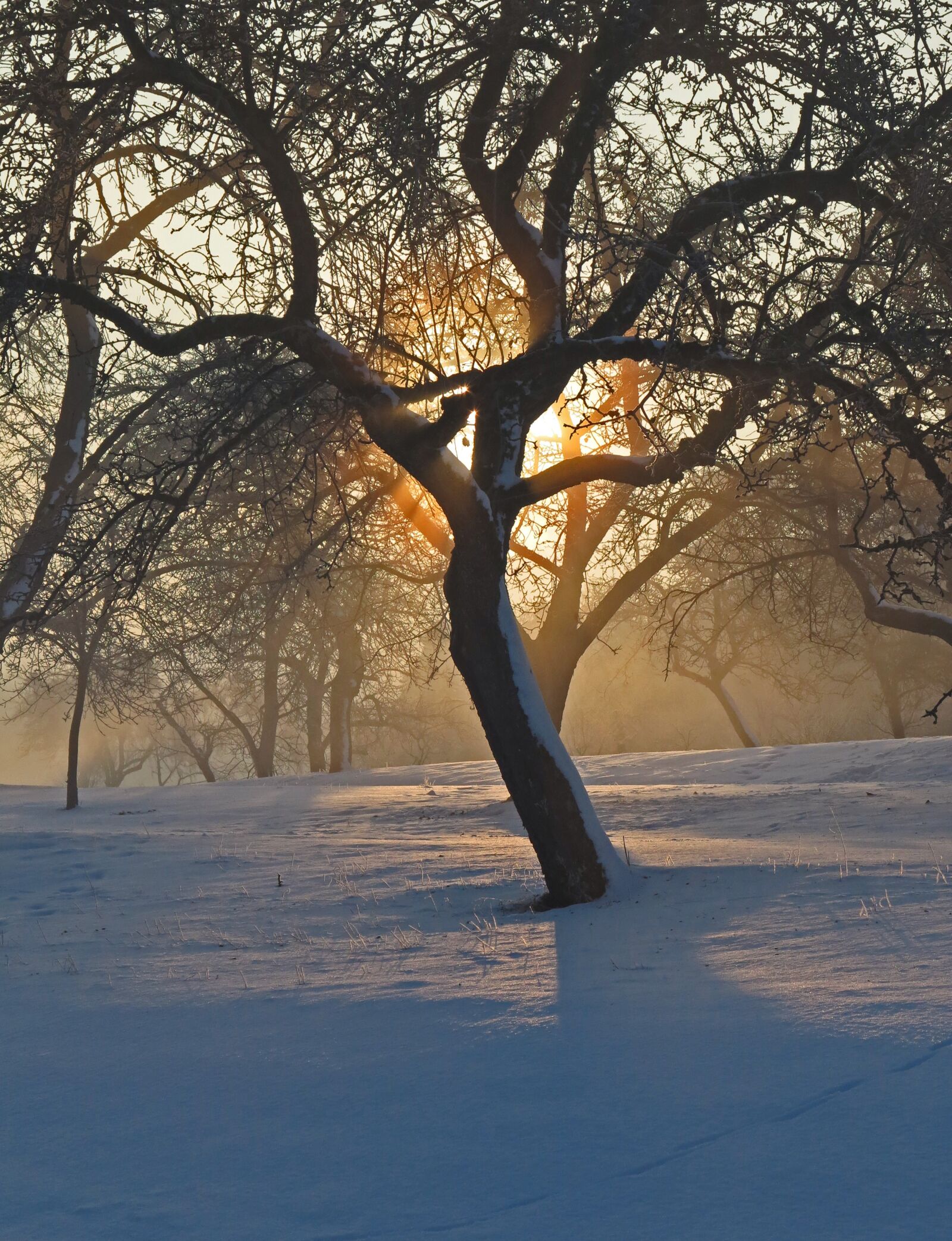 Canon PowerShot G1 X sample photo. Winter light, mood, sunrise photography