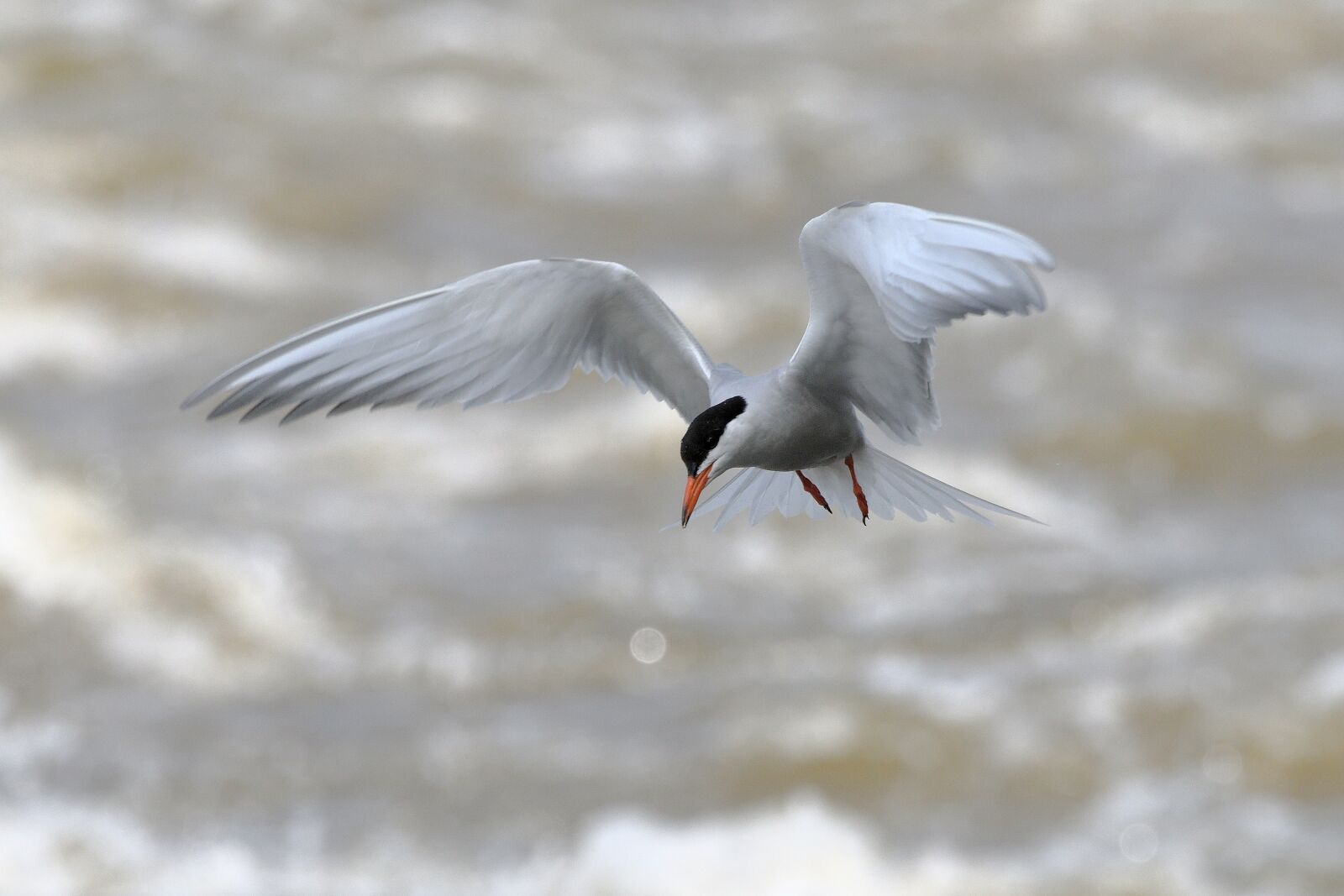 Nikon D500 sample photo. Tern, common tern, birds photography