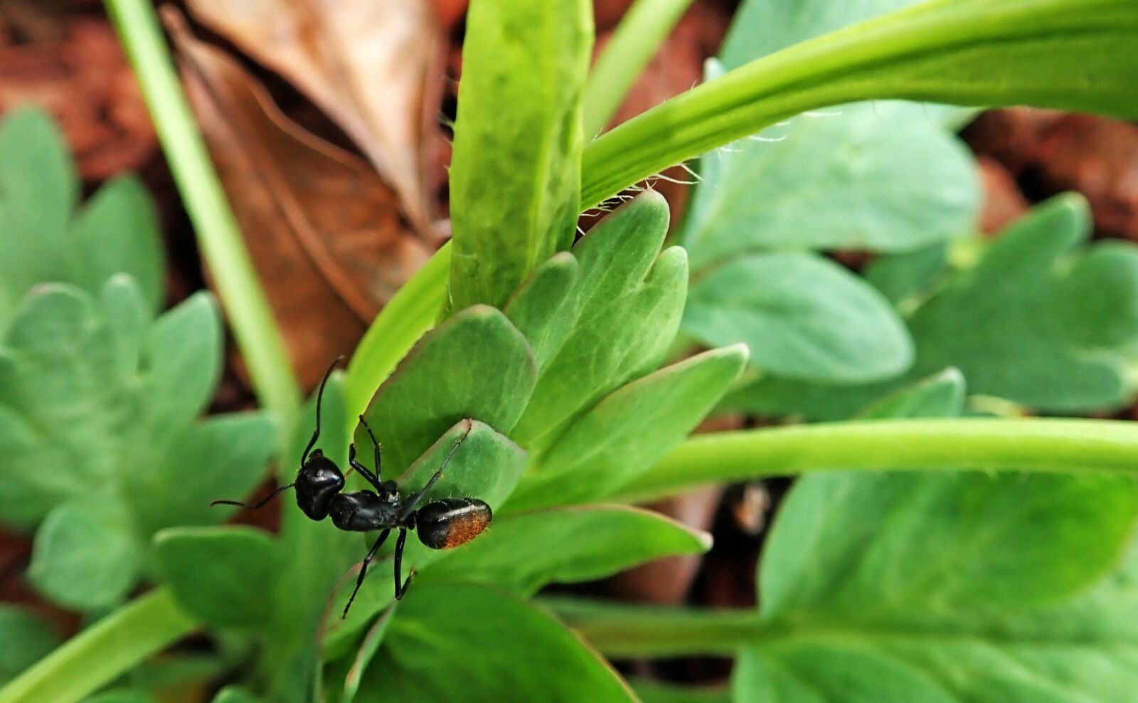 Olympus TG-5 sample photo. Ant, insect, leaf photography