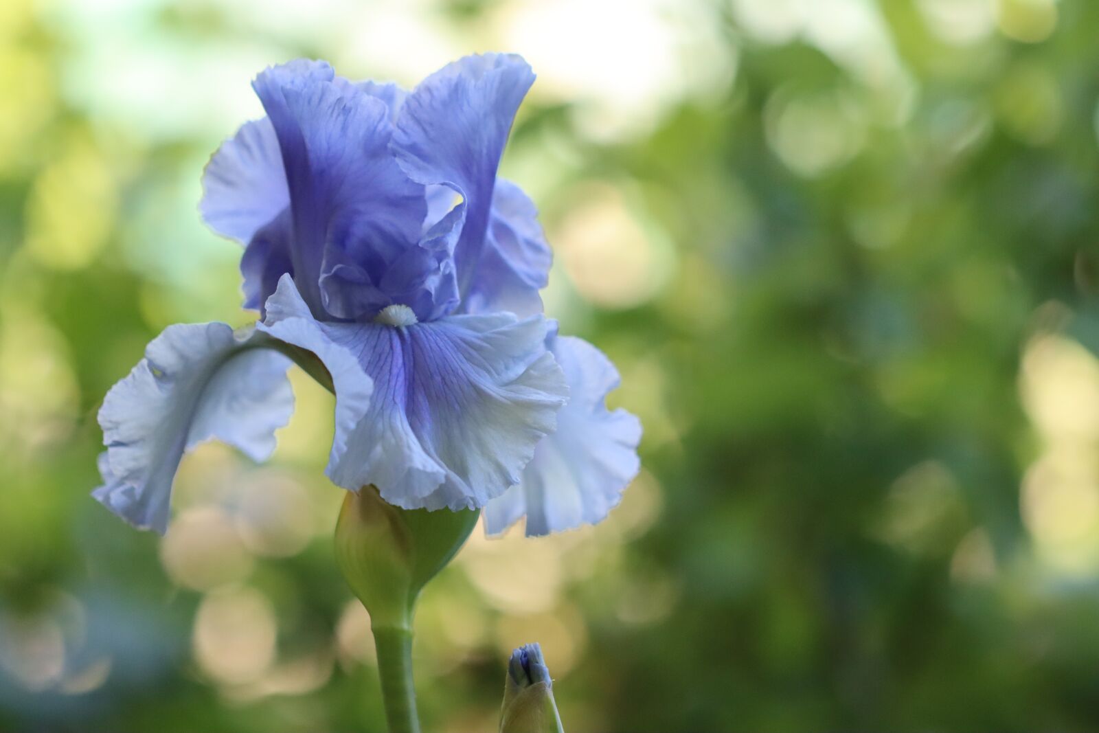 Canon EOS 90D sample photo. Iris, flower, rhizome photography