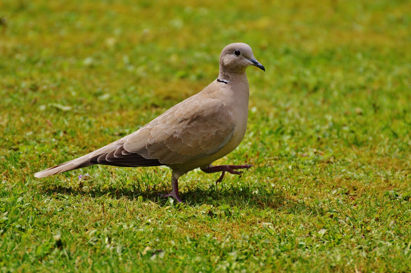 Nikon D3200 sample photo. Collared, dove, bird photography