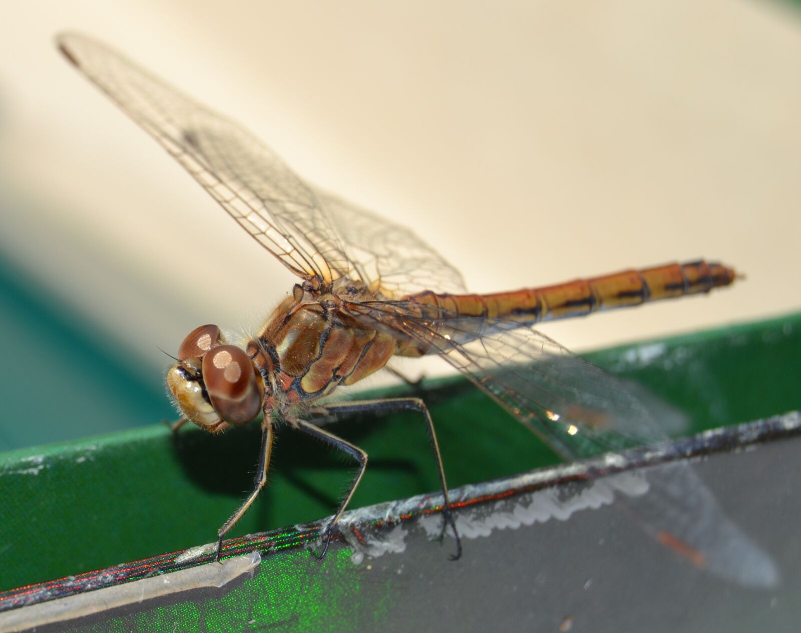 Nikon D3100 sample photo. Dragonfly, insect, odonata photography