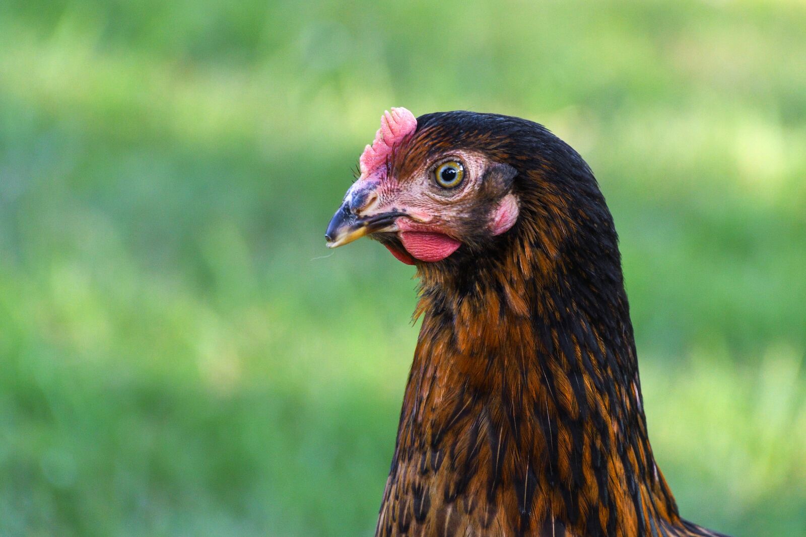Nikon D500 sample photo. Hen, head, profile photography
