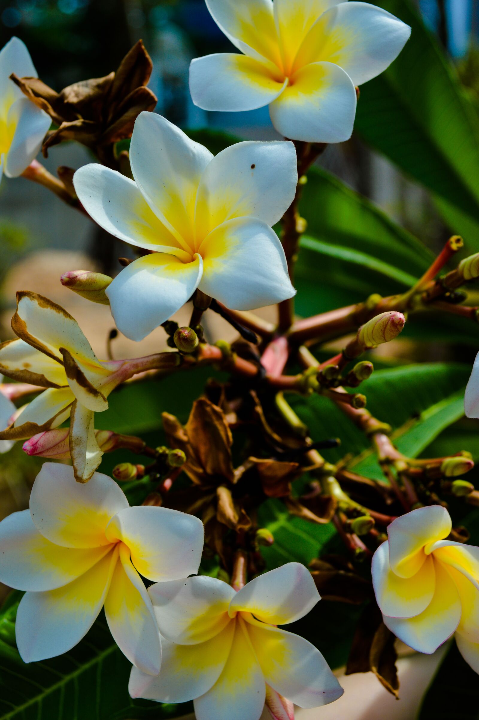 Nikon D3200 sample photo. Asia, east, flowers photography