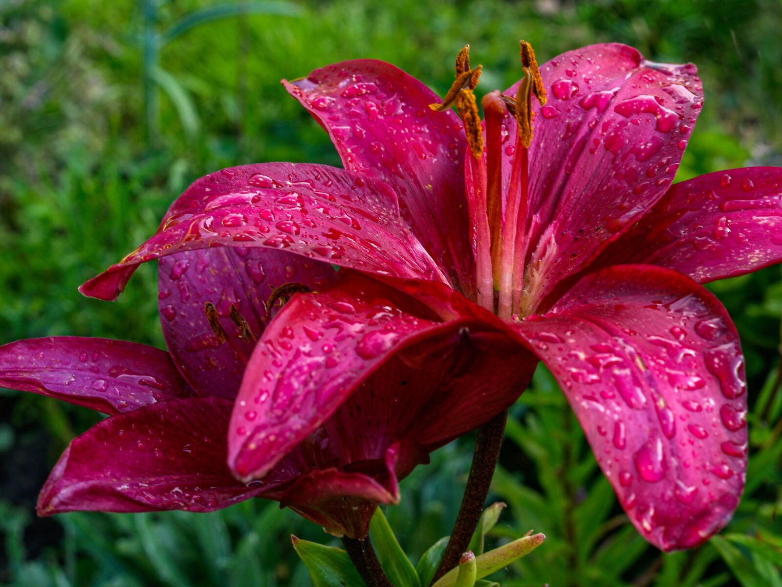 Olympus E-500 (EVOLT E-500) sample photo. Lily, flower, large photography