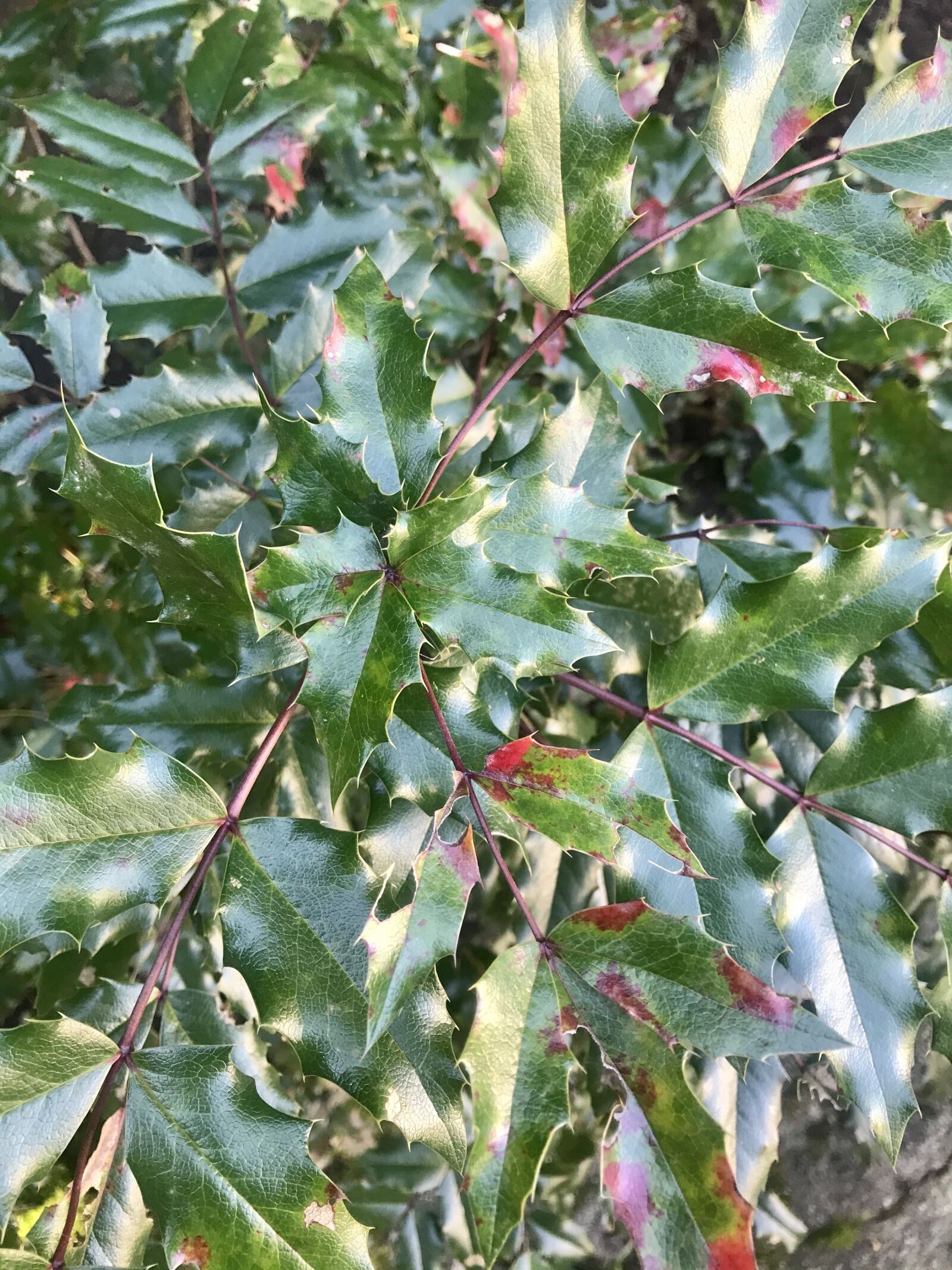 iPhone 7 back camera 3.99mm f/1.8 sample photo. Autumn, shrubs, foliage photography