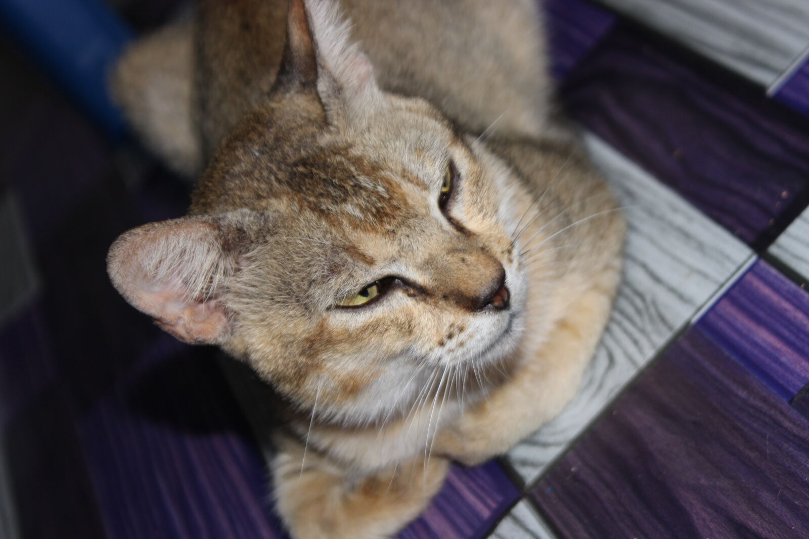Canon EOS 600D (Rebel EOS T3i / EOS Kiss X5) sample photo. My cat photography