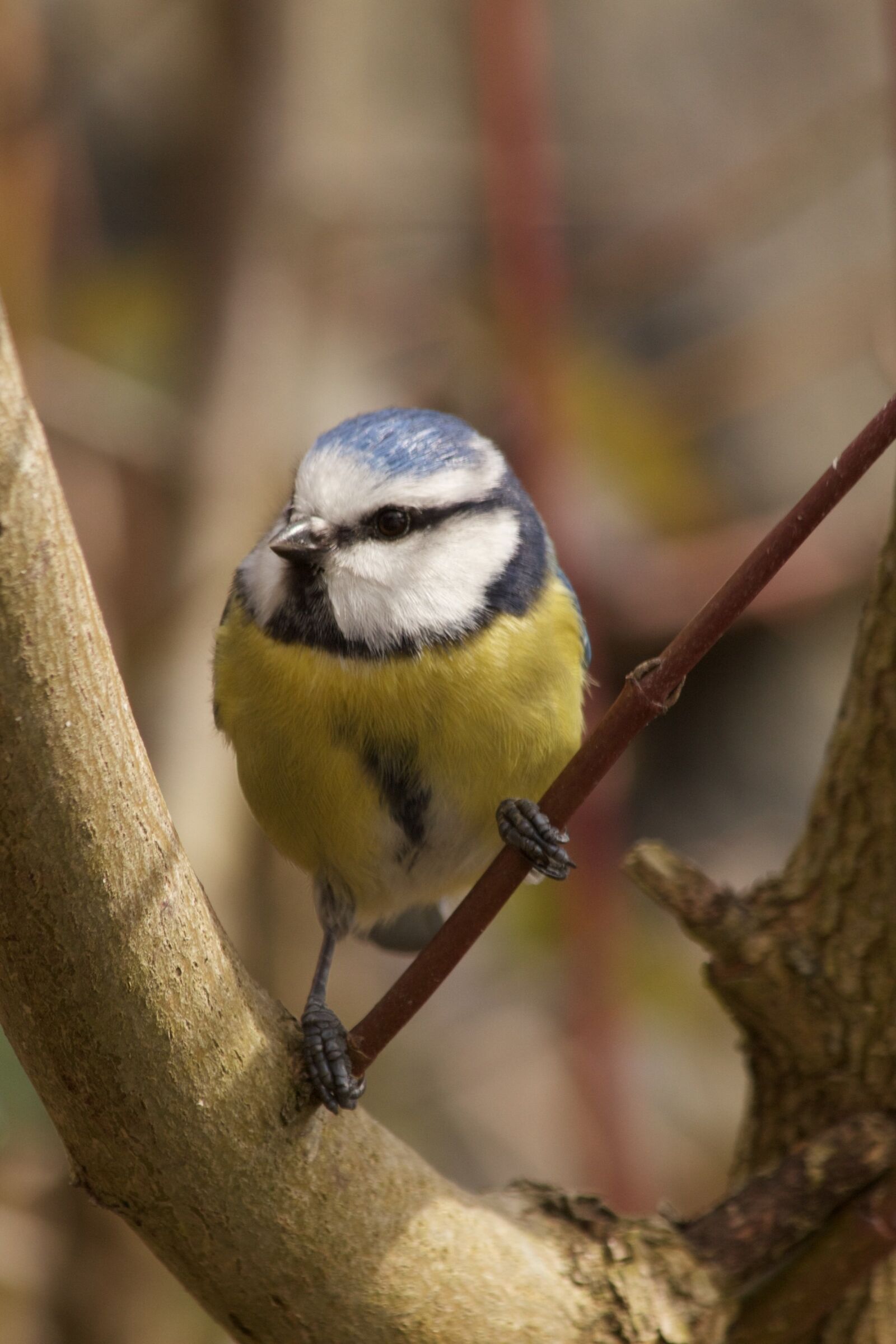 Canon EOS 550D (EOS Rebel T2i / EOS Kiss X4) sample photo. Blue tit, spring, bird photography