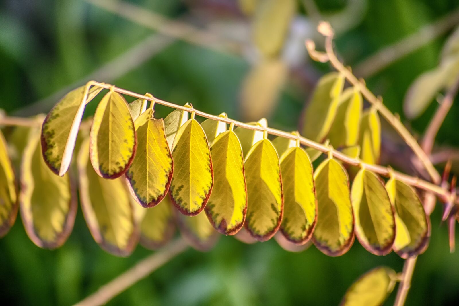 Nikon D3300 sample photo. Leaves, plant, green photography