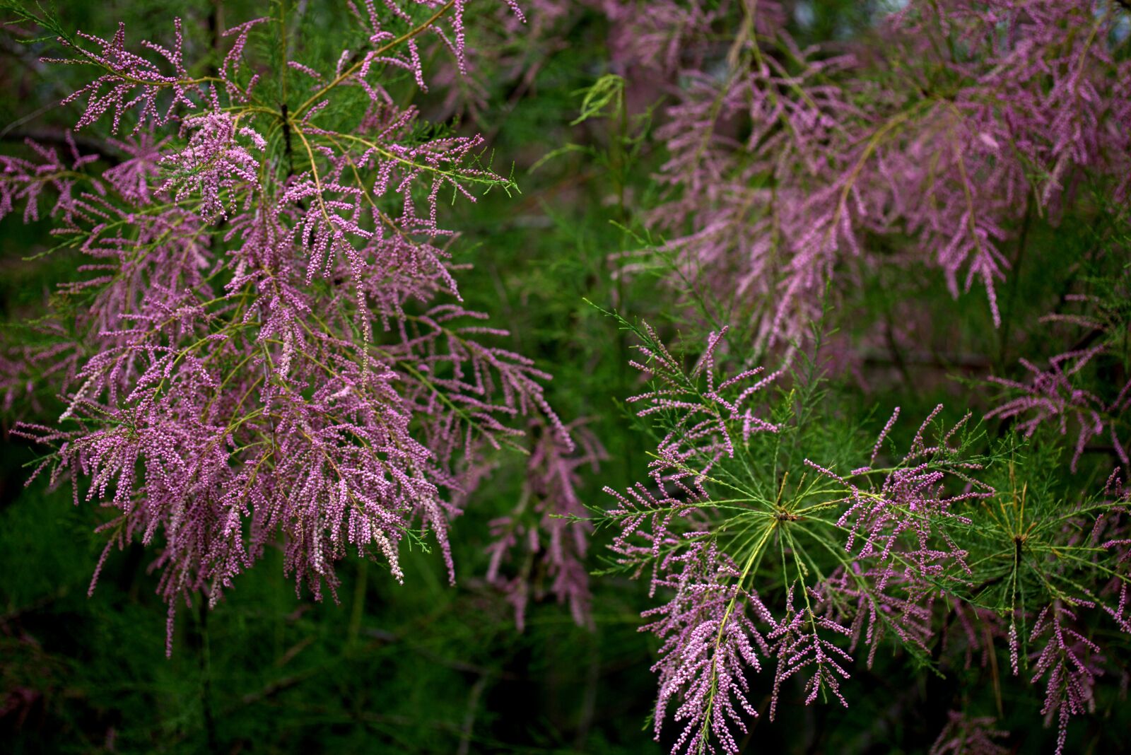 Canon EF-S 60mm F2.8 Macro USM sample photo. Tamarix tetrandra, sea buckthorn photography