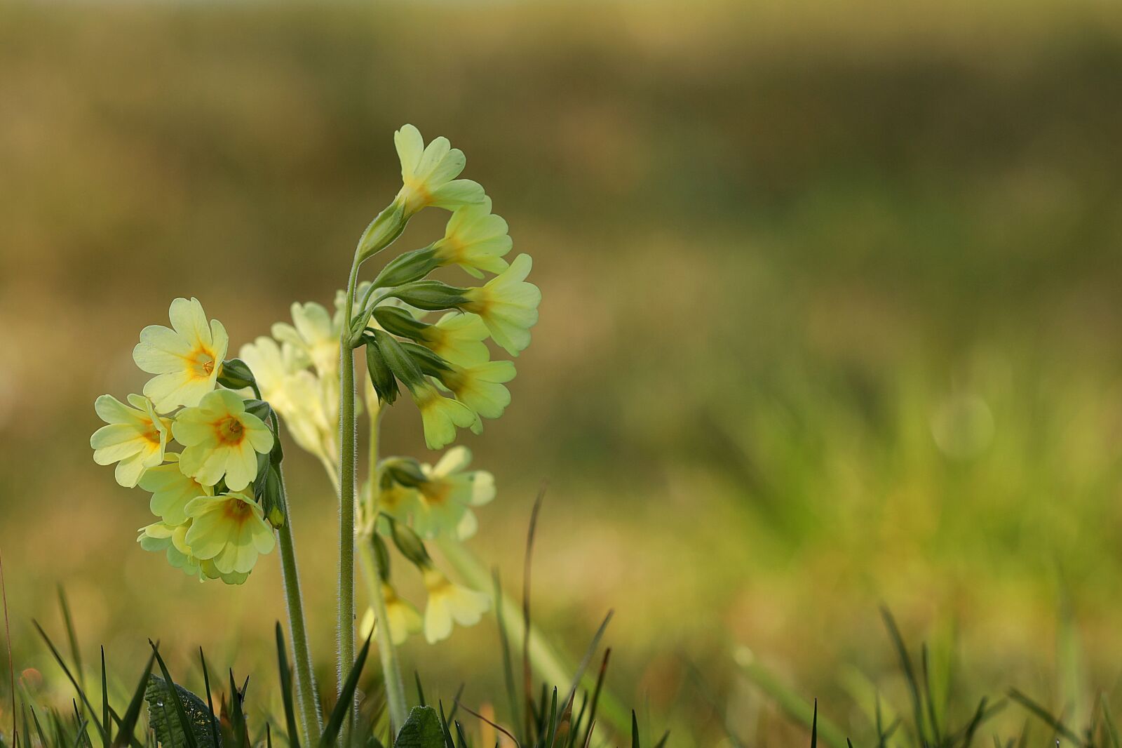 Canon EOS R + Canon EF 70-300 F4-5.6 IS II USM sample photo. Cowslip, yellow, spring photography