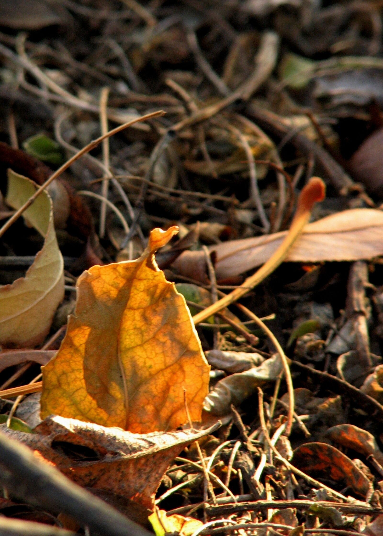 Canon POWERSHOT S3 IS sample photo. Autumn, leaf photography