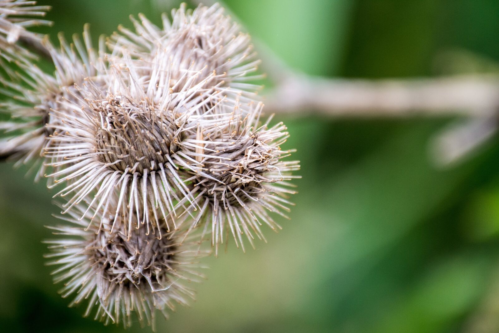 Nikon D3100 sample photo. Thistle, dry, dehydrated photography