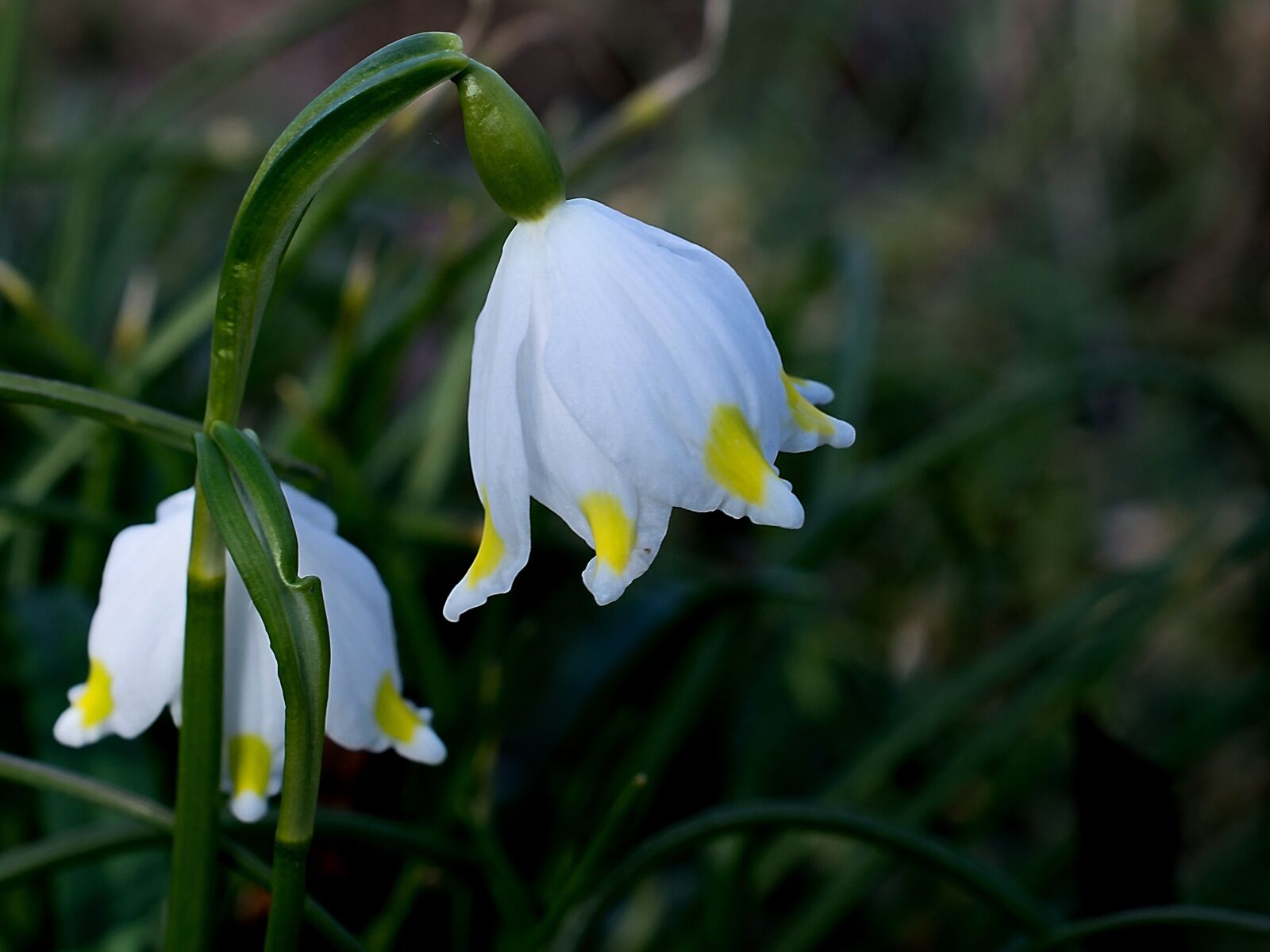 Nikon D3300 sample photo. Snowflake, nature, flower photography