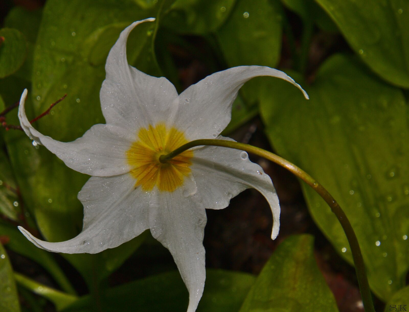 Canon EOS 70D sample photo. Flower, lilly, avalanche lilly photography