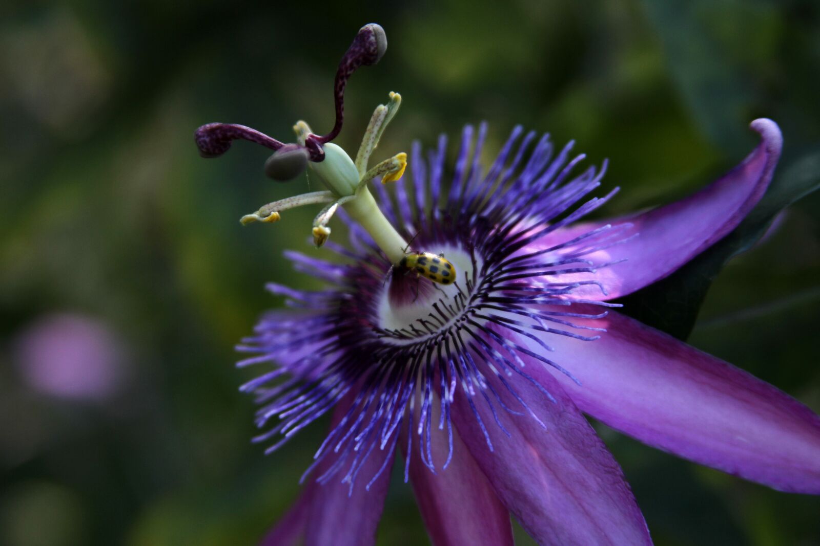 Canon EOS 7D sample photo. Passion vine, flower, purple photography
