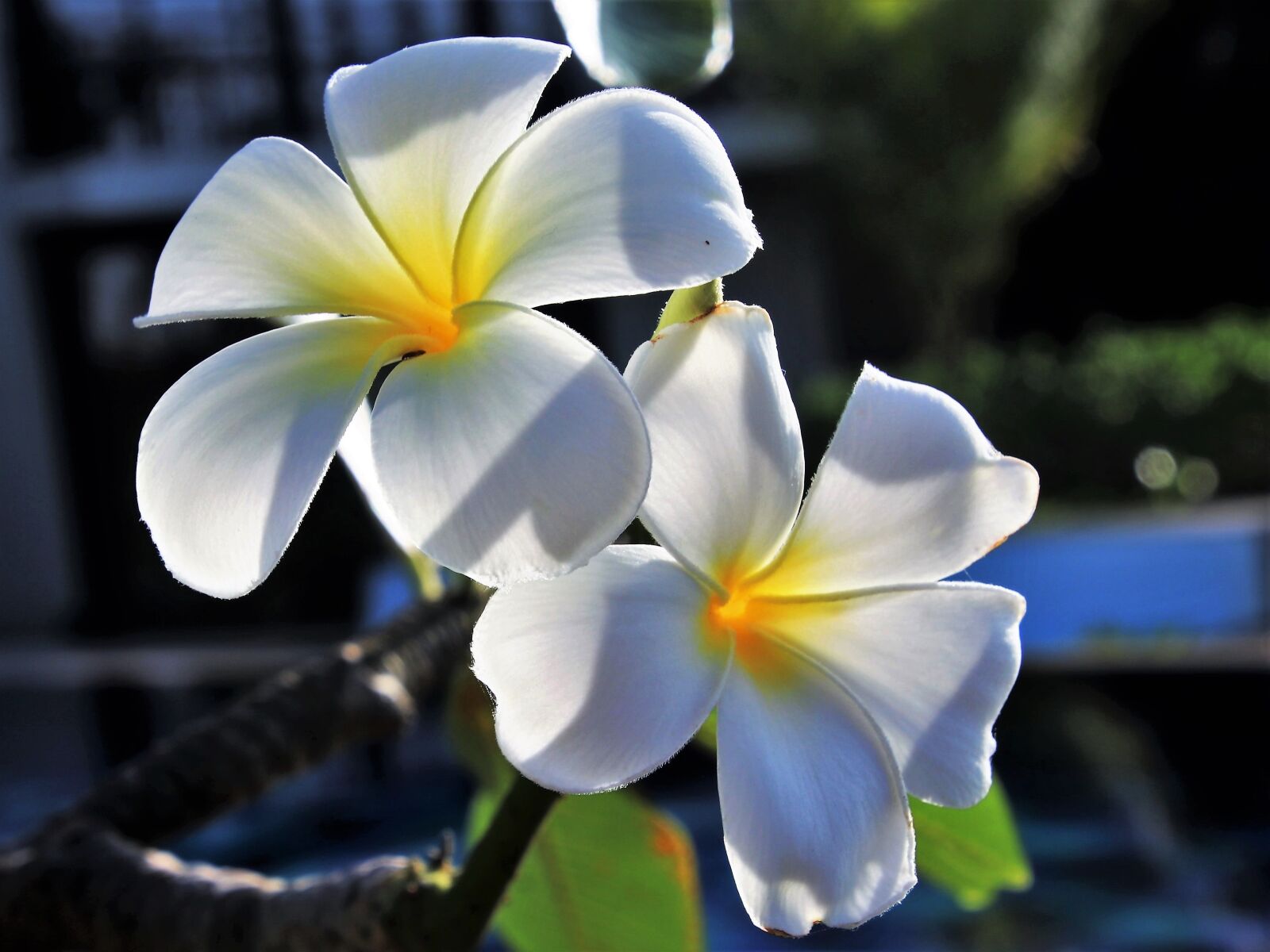 Canon EOS 80D sample photo. Flower, nature, plant photography
