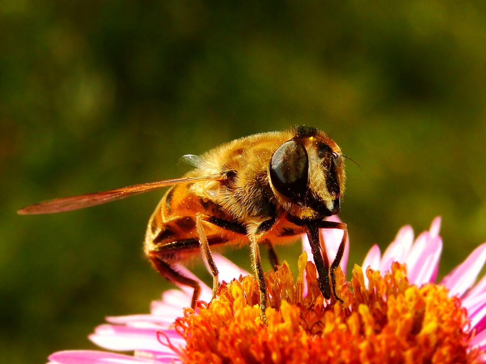 Sony Cyber-shot DSC-HX1 sample photo. Nature, insect, flower photography