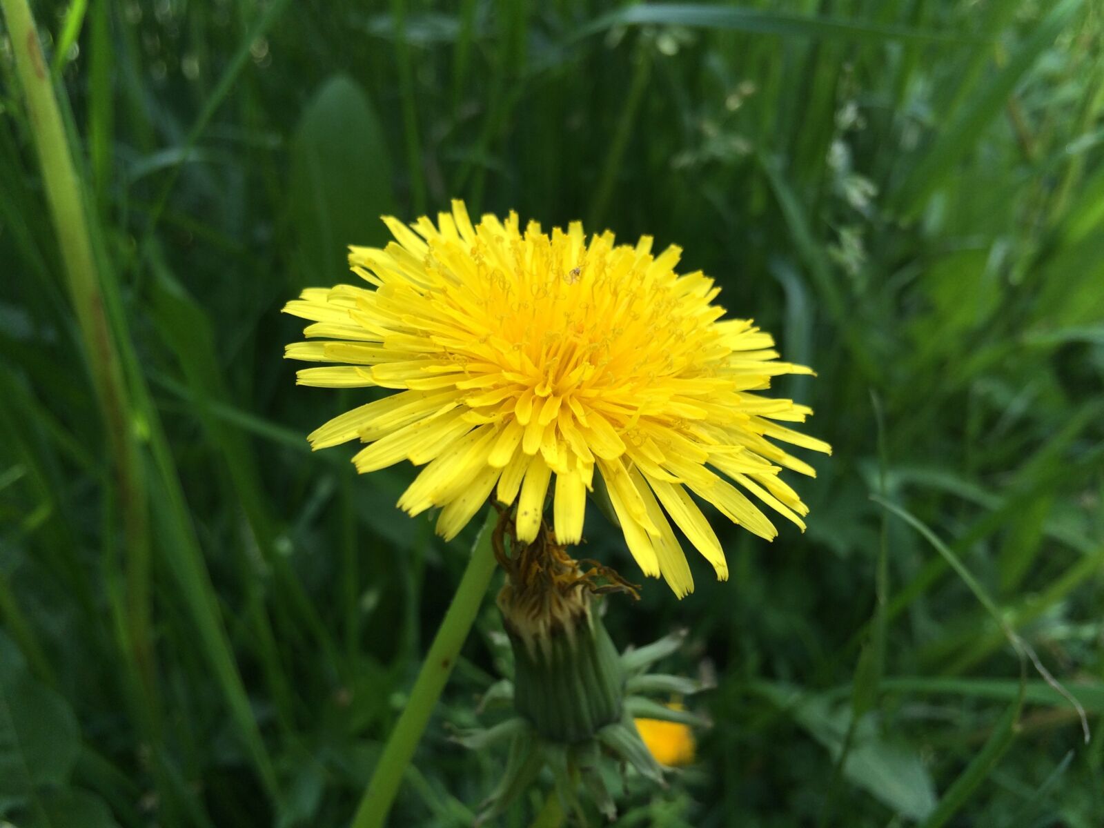Apple iPhone 5s sample photo. Dandelion, blossom, bloom photography