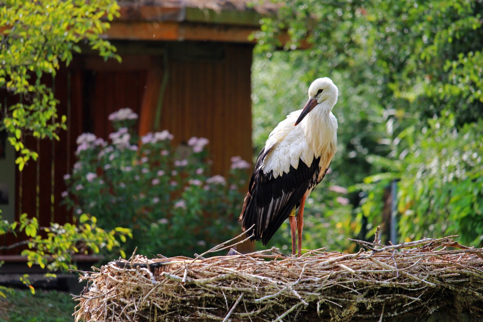 Canon EF-S 55-250mm F4-5.6 IS STM sample photo. Stork, rattle stork, bird photography
