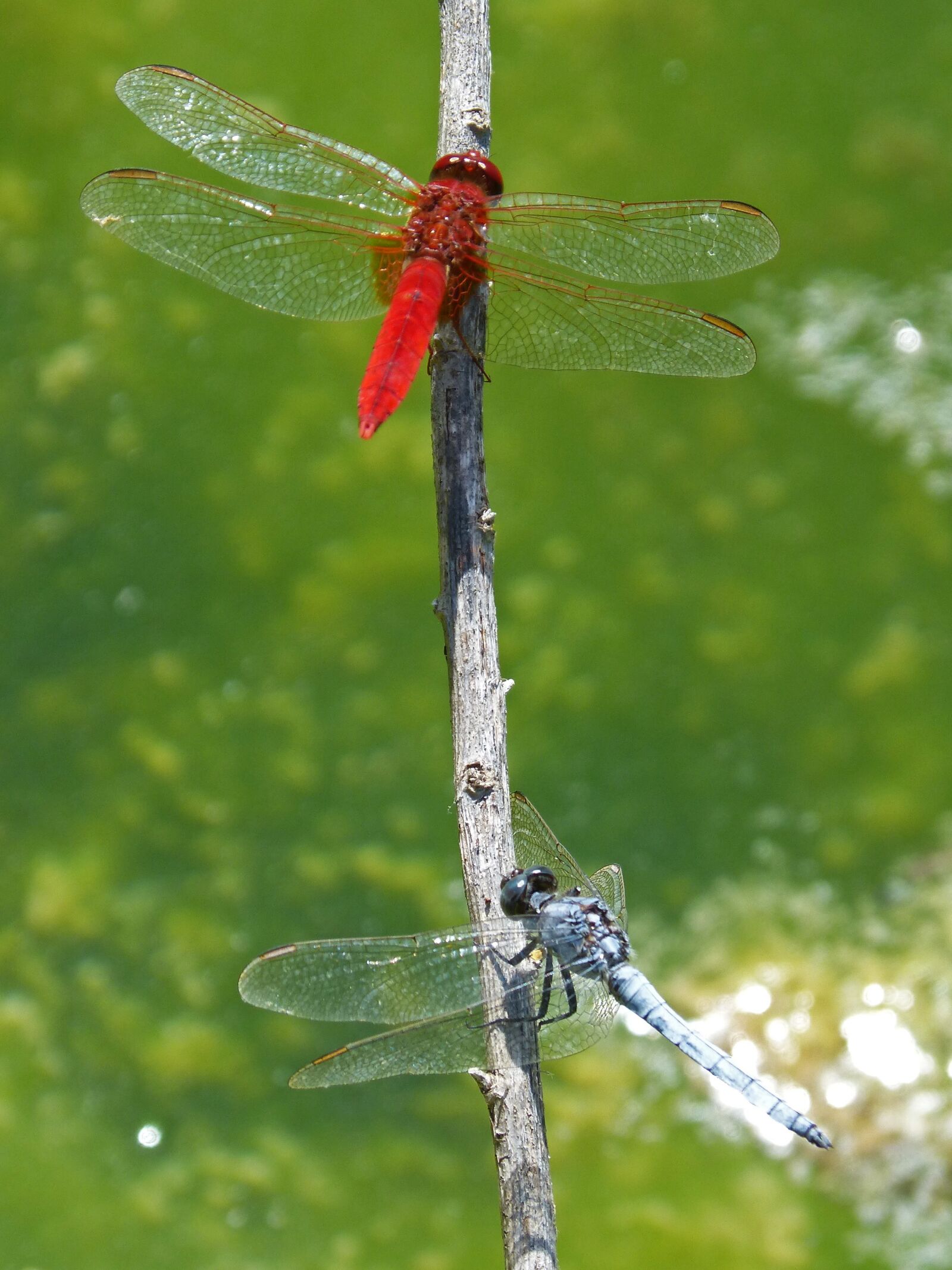 Panasonic DMC-FZ62 sample photo. Red dragonfly, blue dragonfly photography