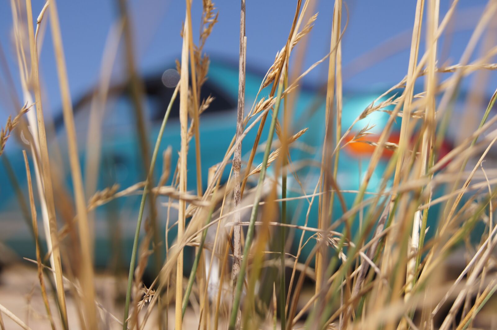Sony SLT-A55 (SLT-A55V) sample photo. Grass, nature, auto photography
