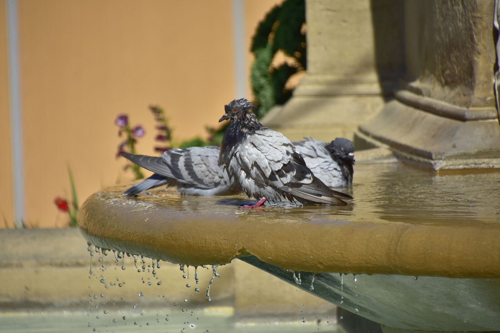 Nikon D7200 sample photo. Pigeons, water, nature photography