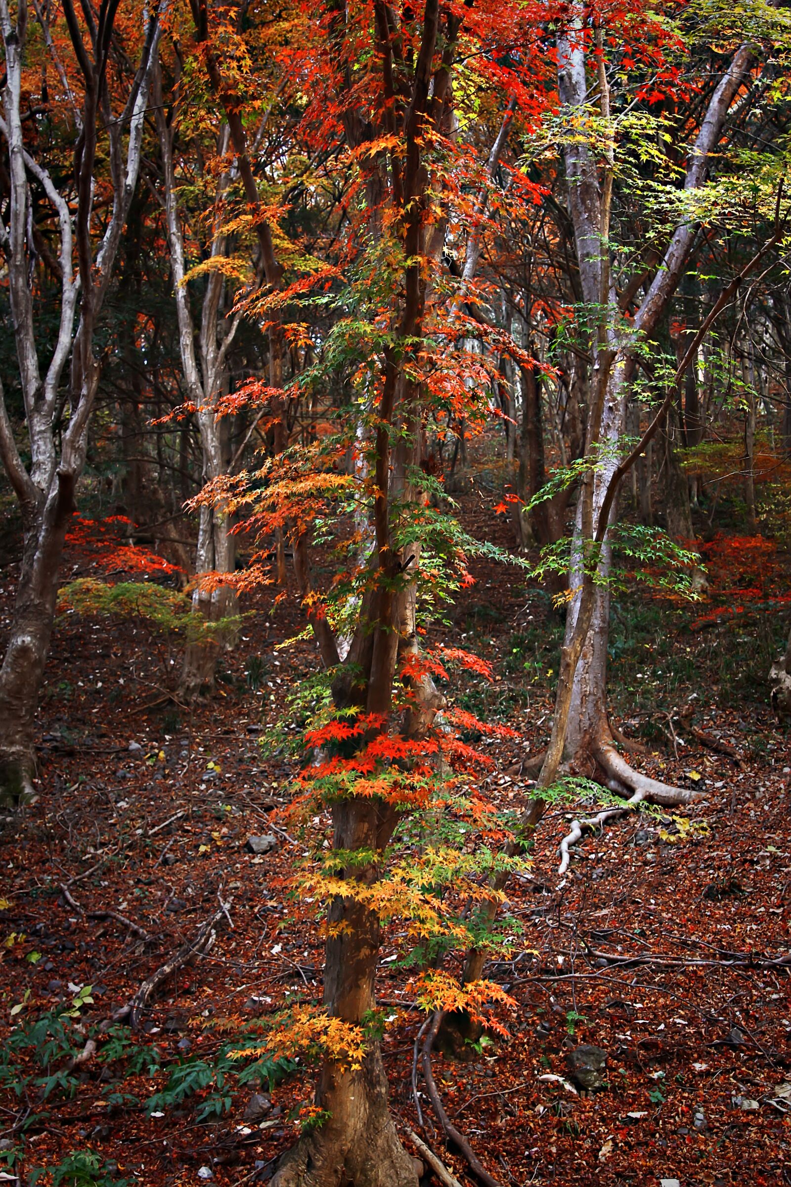 Canon EOS 40D sample photo. Baegyangsa, autumn leaves, mountain photography