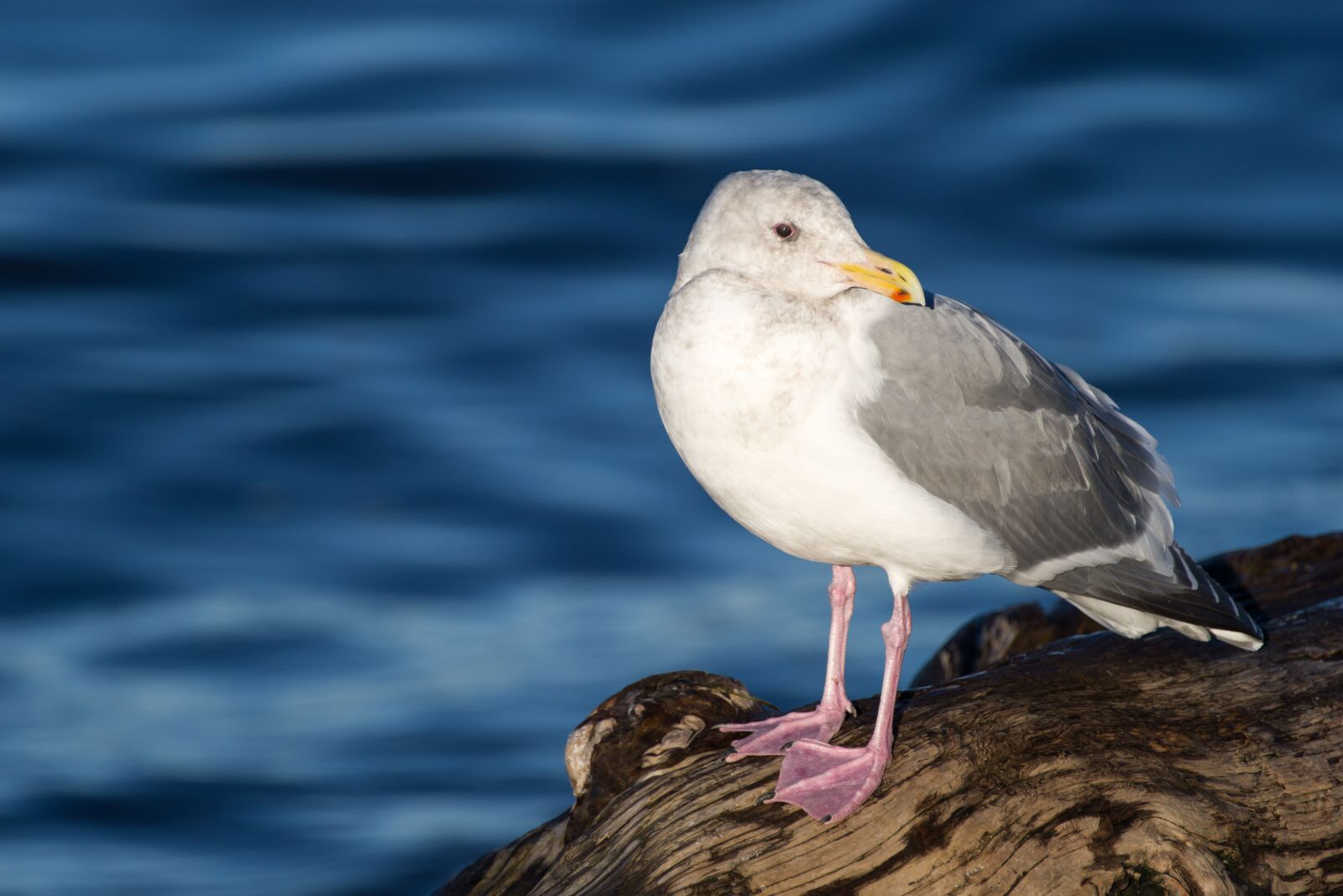 Pentax K-1 sample photo. Seagull, beach, water photography