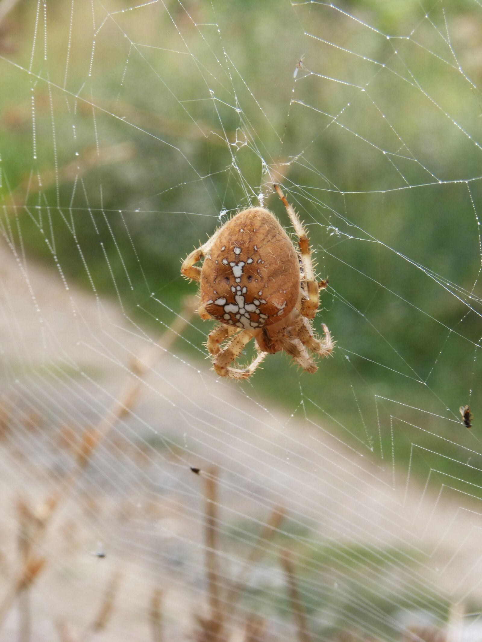 Panasonic DMC-FZ62 sample photo. Spider, web, araneus diadematus photography