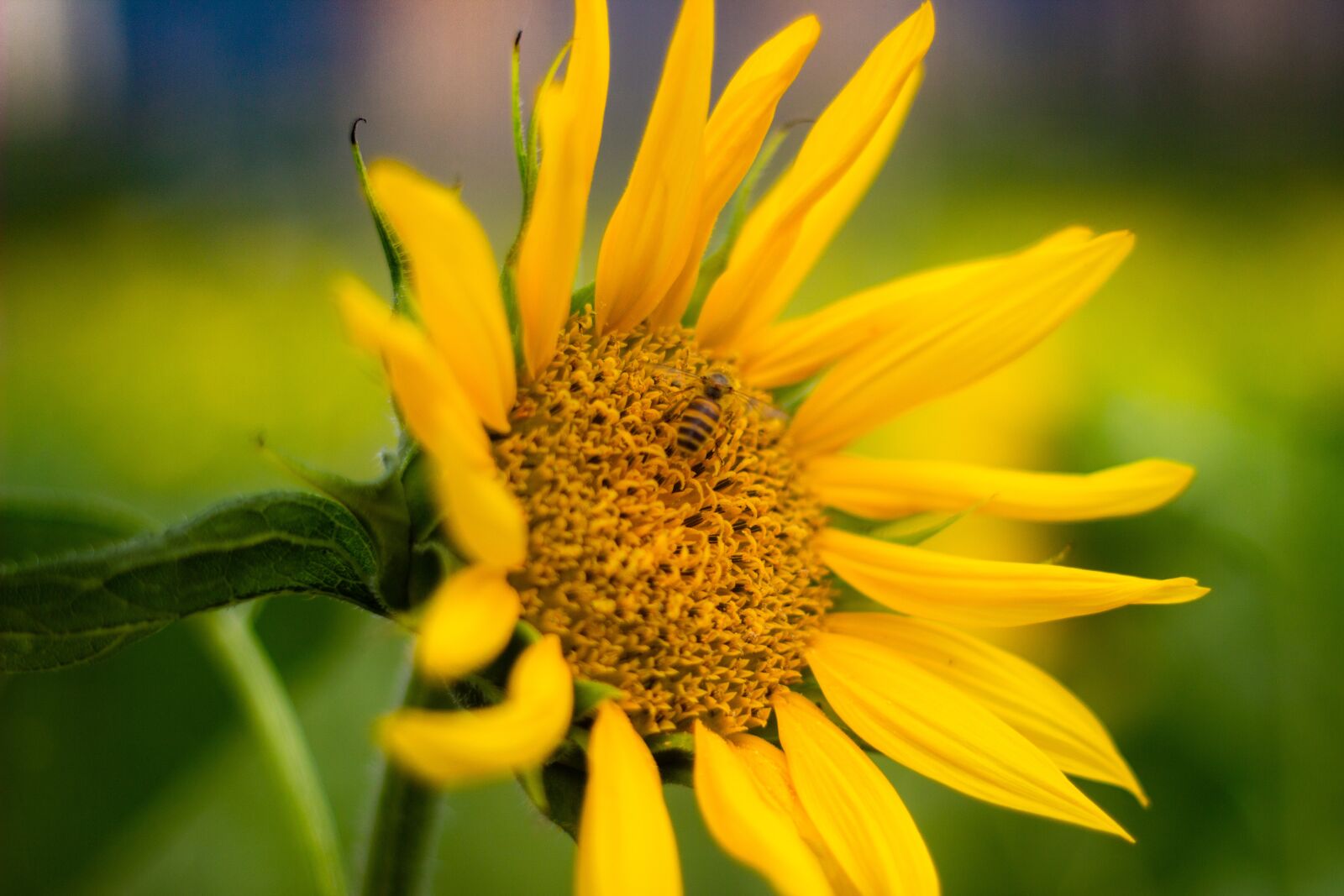 Canon EOS 600D (Rebel EOS T3i / EOS Kiss X5) + Canon EF 50mm F1.8 II sample photo. Sunflower, flower, summer photography