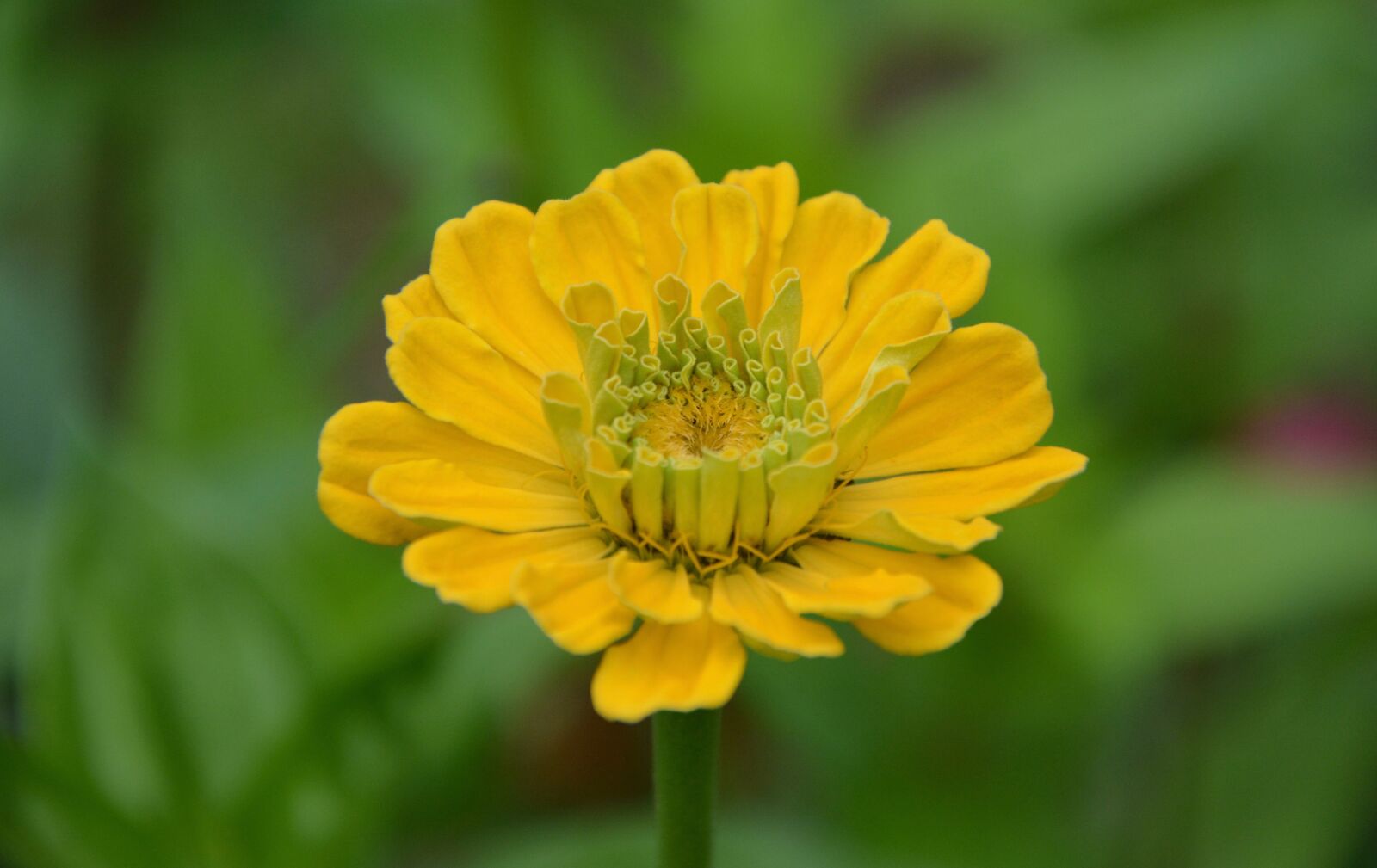 Nikon D5200 sample photo. Yellow flower, bouquet, garden photography