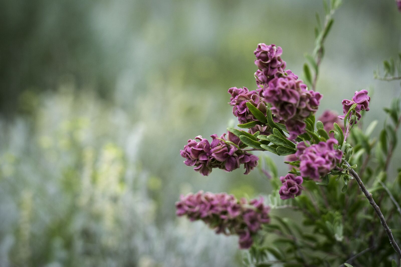 Nikon D5200 sample photo. Pink, desert, idaho photography