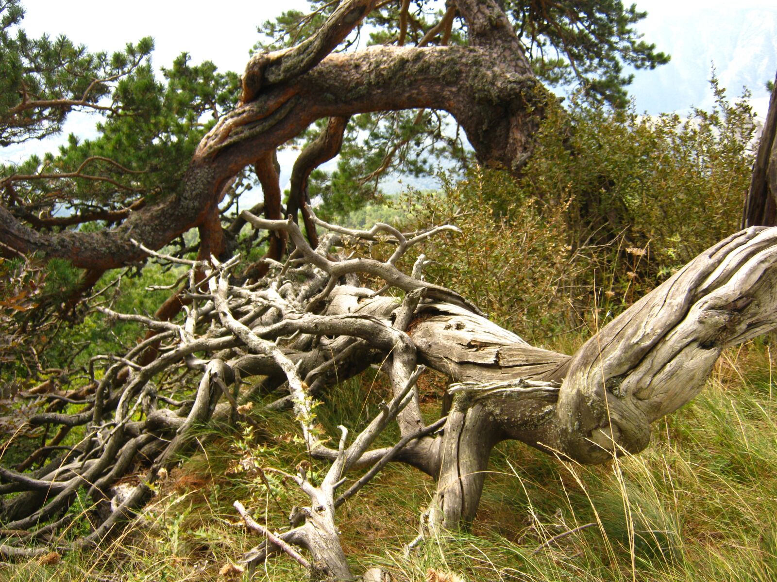 Canon PowerShot A480 sample photo. Tree, roots, pine photography