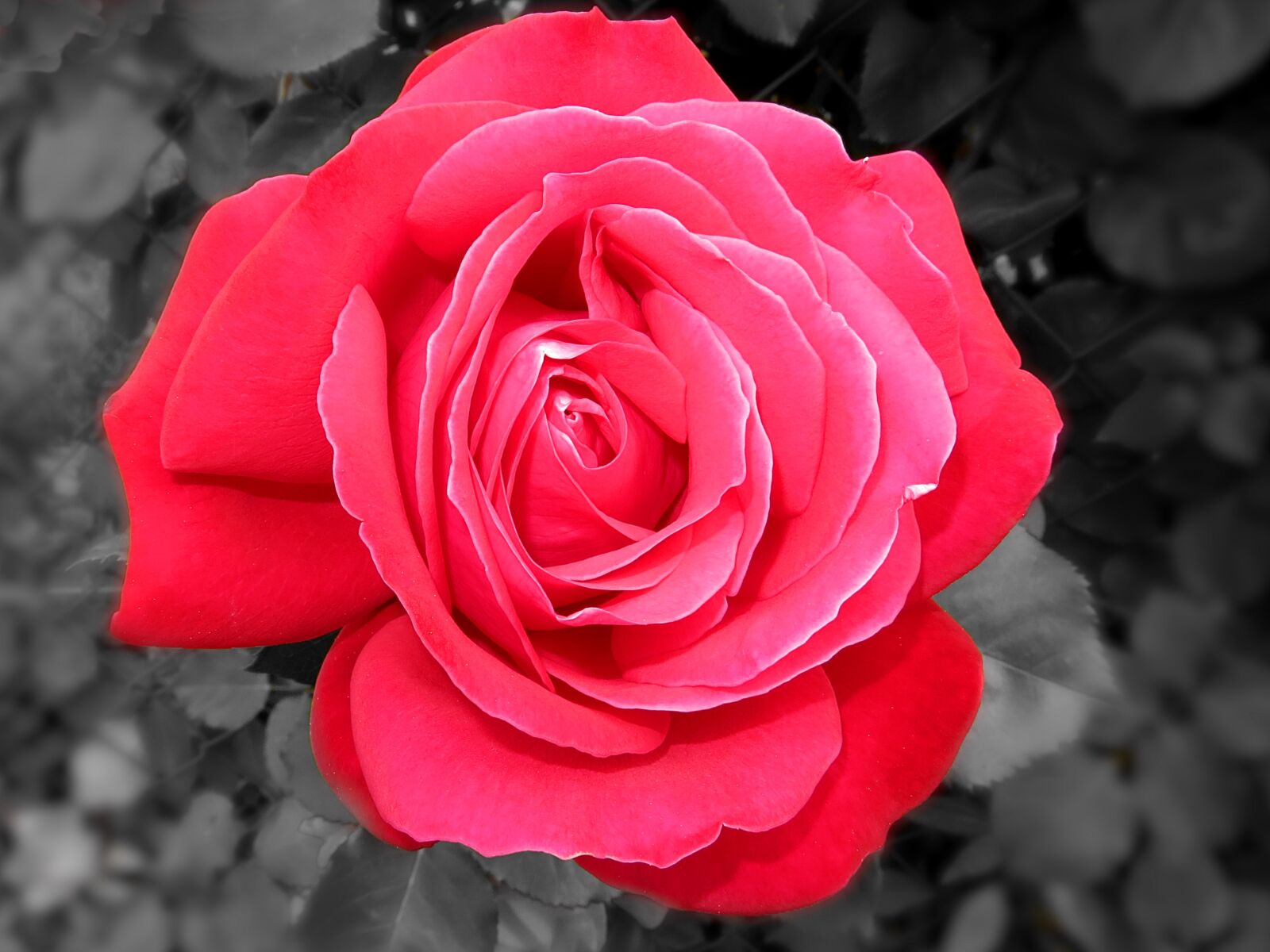 Canon PowerShot G15 sample photo. Rose, flower, blossom photography