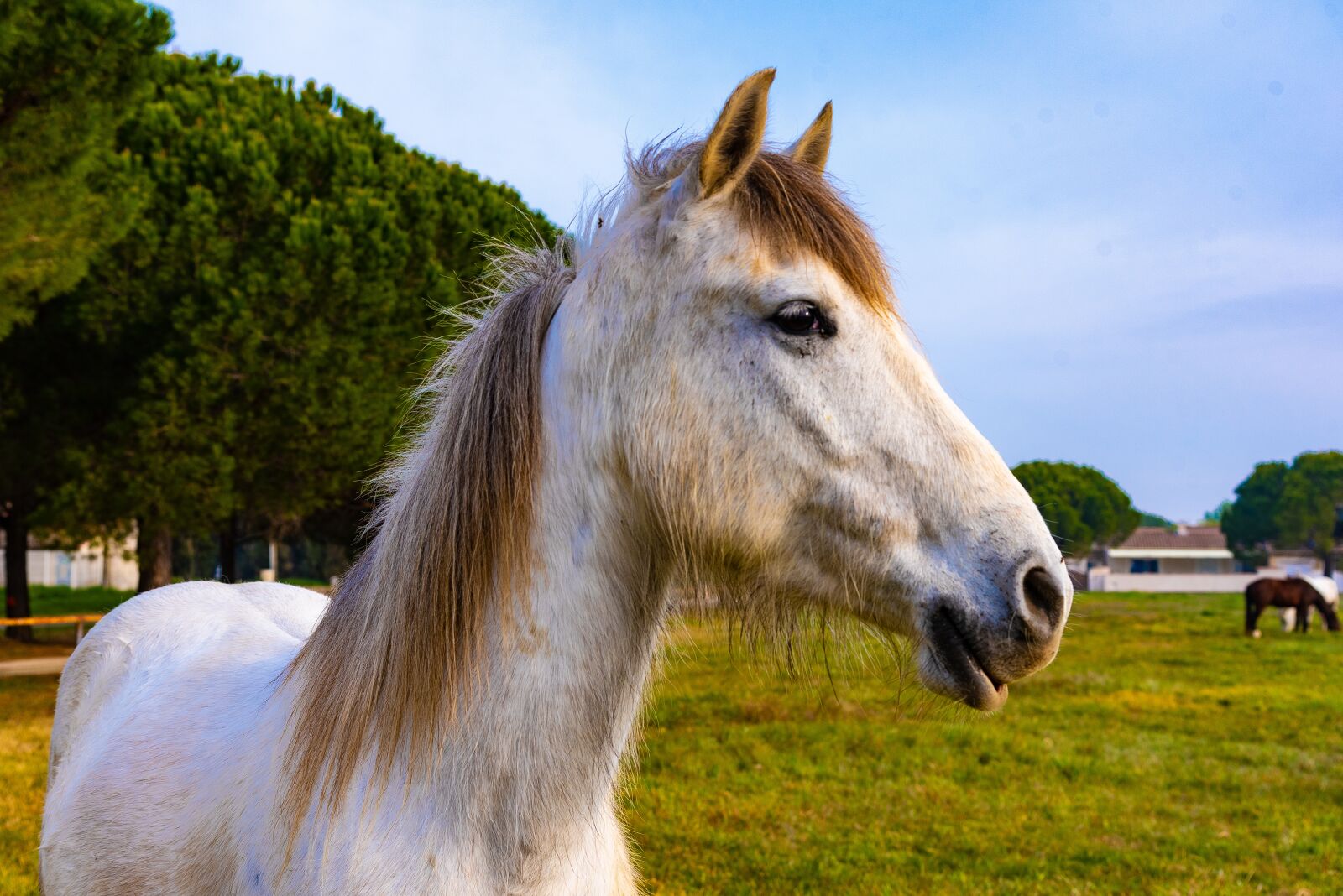 Nikon D750 sample photo. Horse of the camargue photography