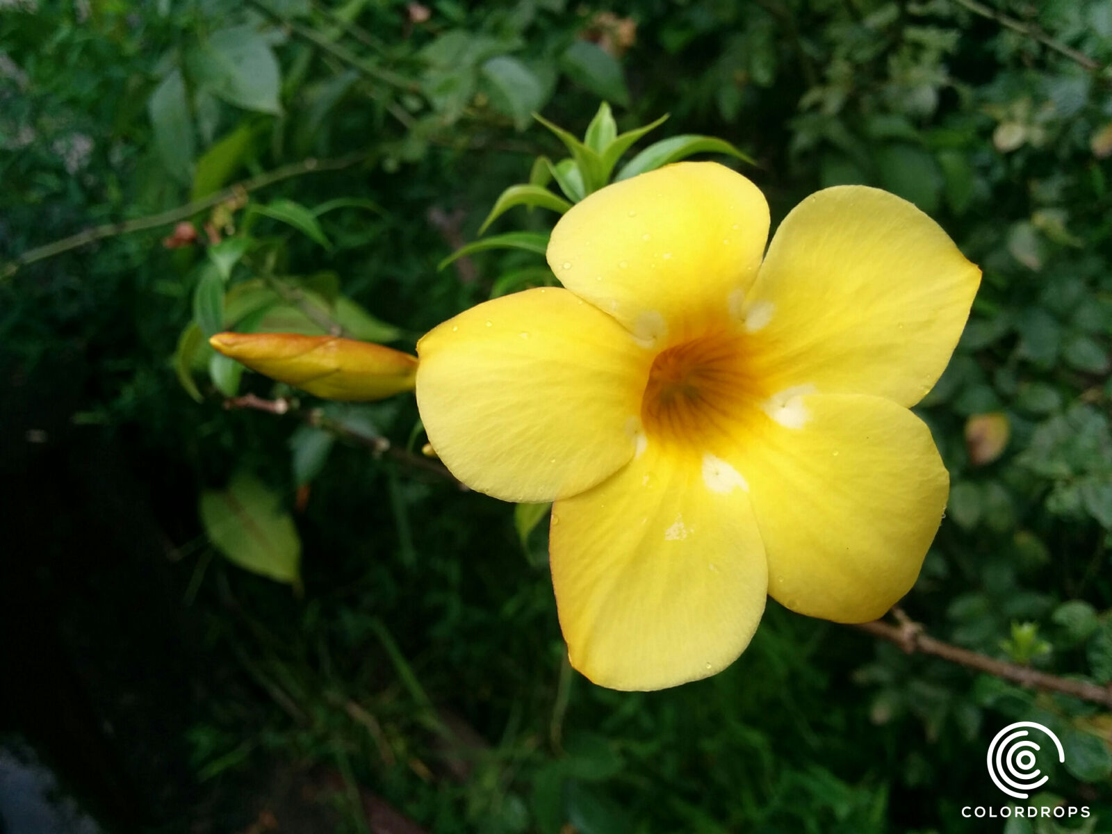 LG Nexus 5 sample photo. Drop, flower, niyasconnect, poannani photography