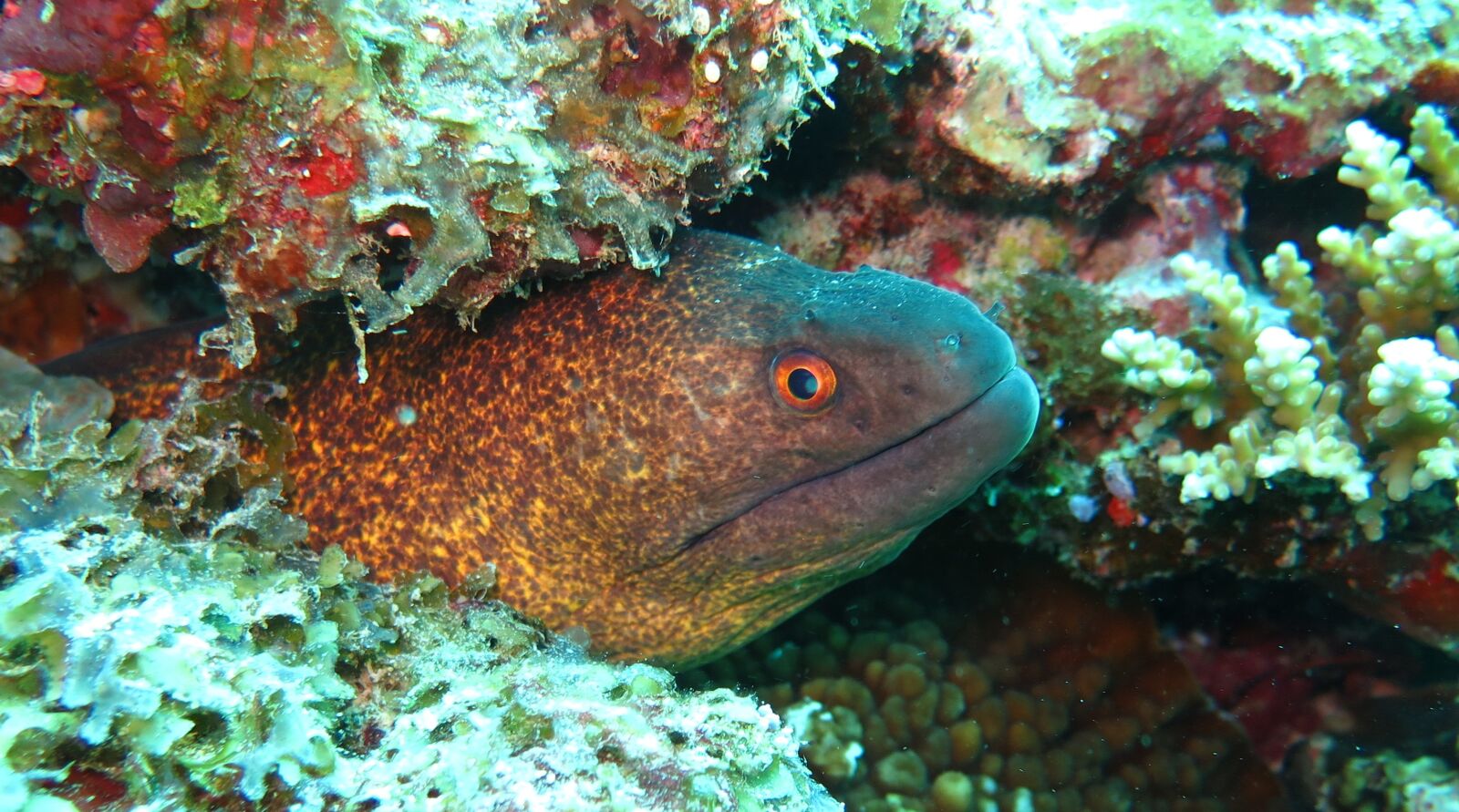 Canon PowerShot G16 sample photo. Yellow margin moray eel photography
