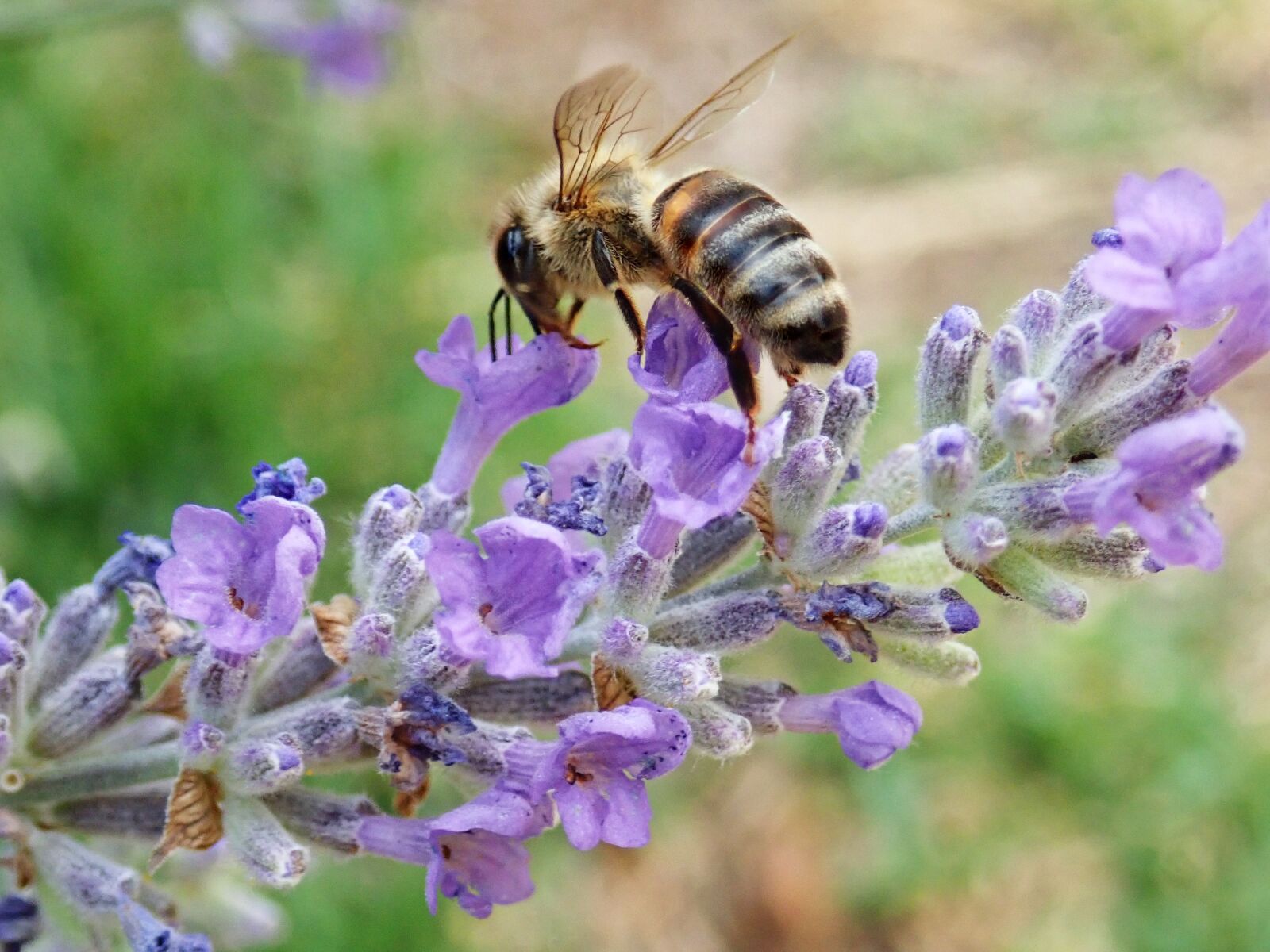 Olympus TG-5 sample photo. Insect, bee, pollen photography