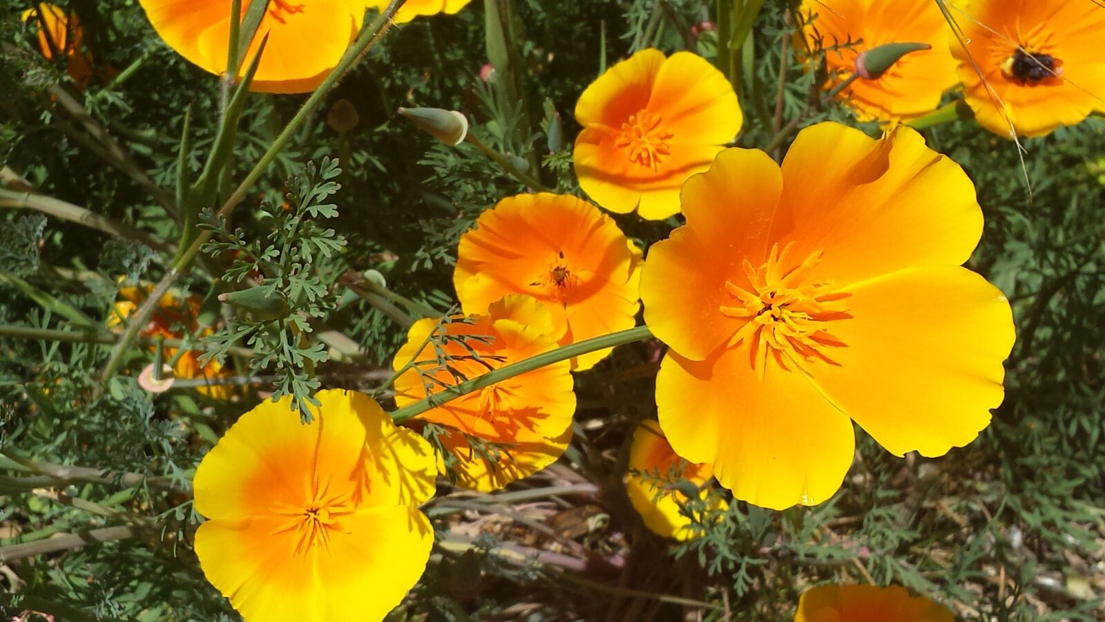 Samsung Galaxy S4 sample photo. Yellow, orange, flower photography